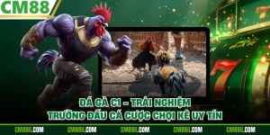 Đá Gà C1 - Trải Nghiệm Trường Đấu Cá Cược Chọi Kê Uy Tín